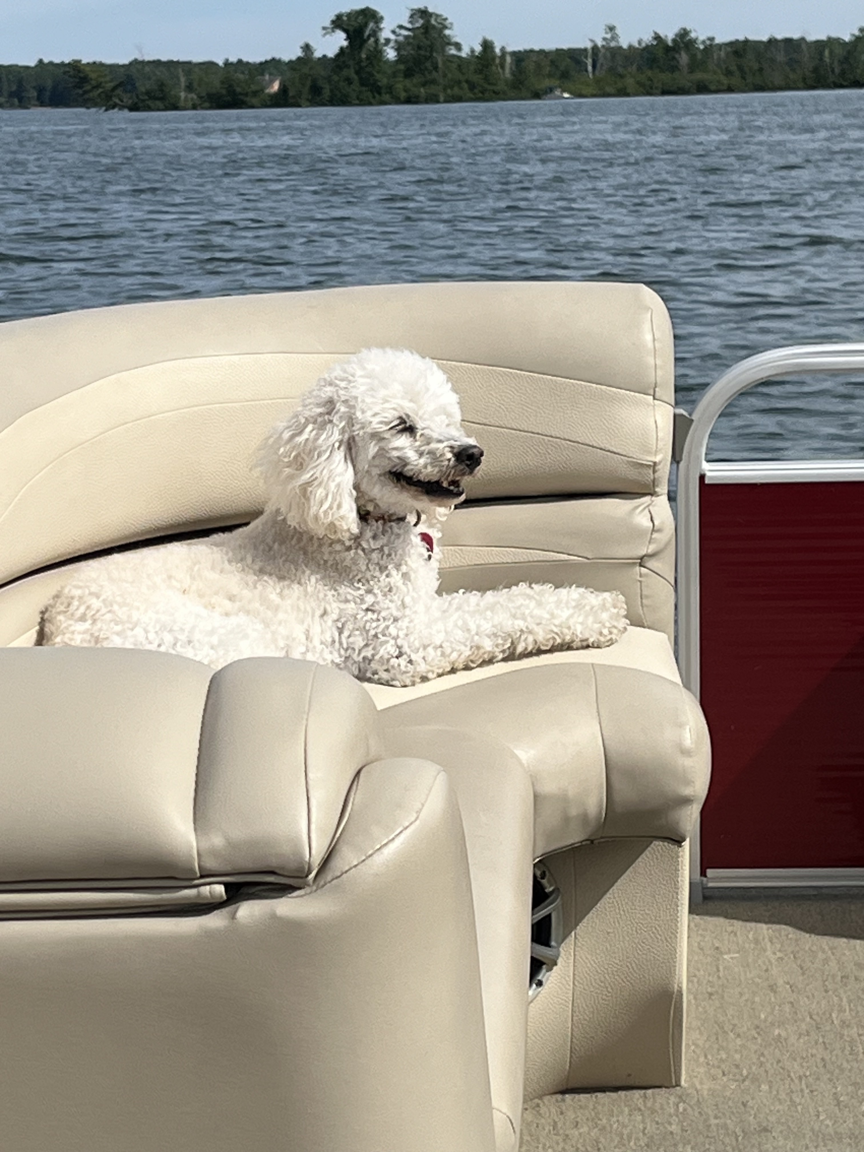 Placeholder for a photo of Ethan the labradoodle